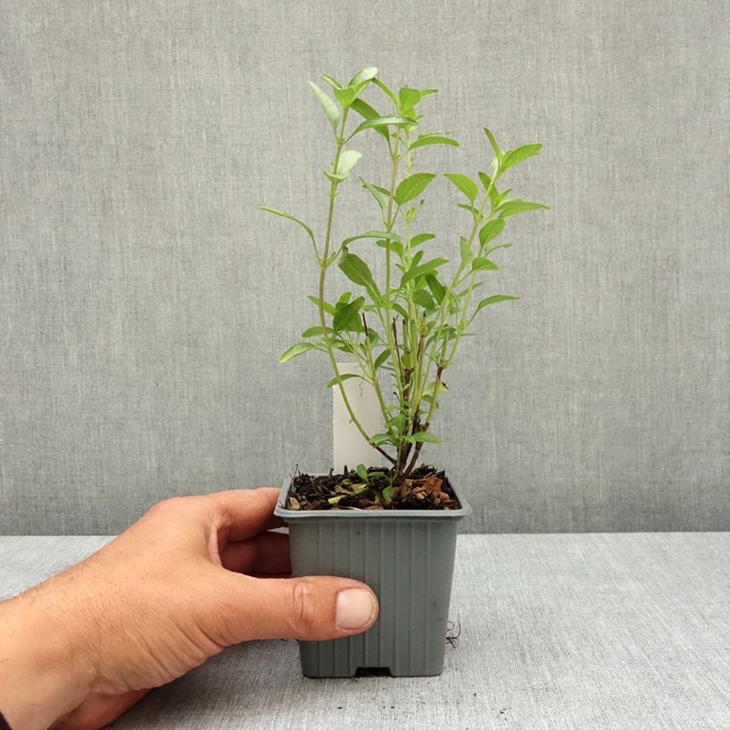 Spécimen de Sauge arbustive Belle de Loire - Salvia jamensis Godet de 8/9 cm tel que livré au printemps