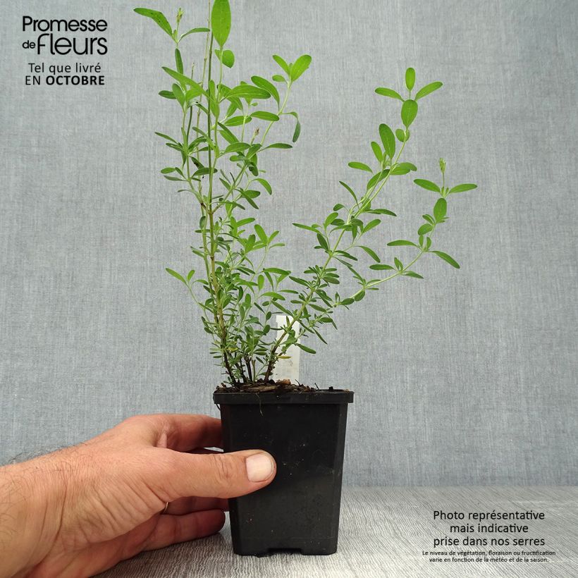 Spécimen de Sauge arbustive Blue Note - Salvia microphylla Godet de 8/9 cm tel que livré en automne