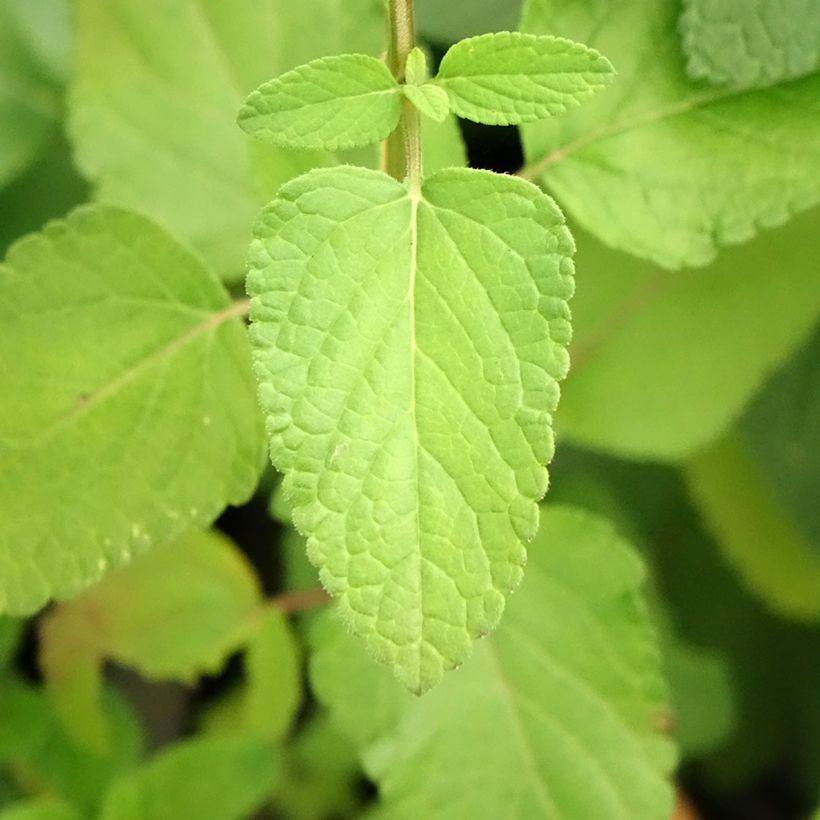 Sauge arbustive Cerro Potosi - Salvia microphylla (Foliage)