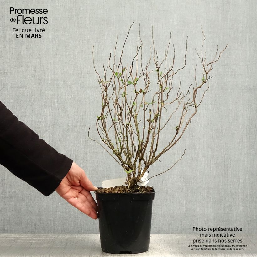 Example of Sauge arbustive Cerro Potosi - Salvia microphylla Pot de 2L/3L as you get in printemps