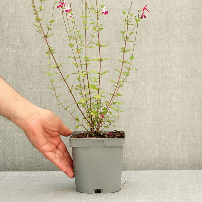 Spécimen de Sauge arbustive Cherry Lips - Salvia greggii Pot de 2L/3L tel que livré au printemps