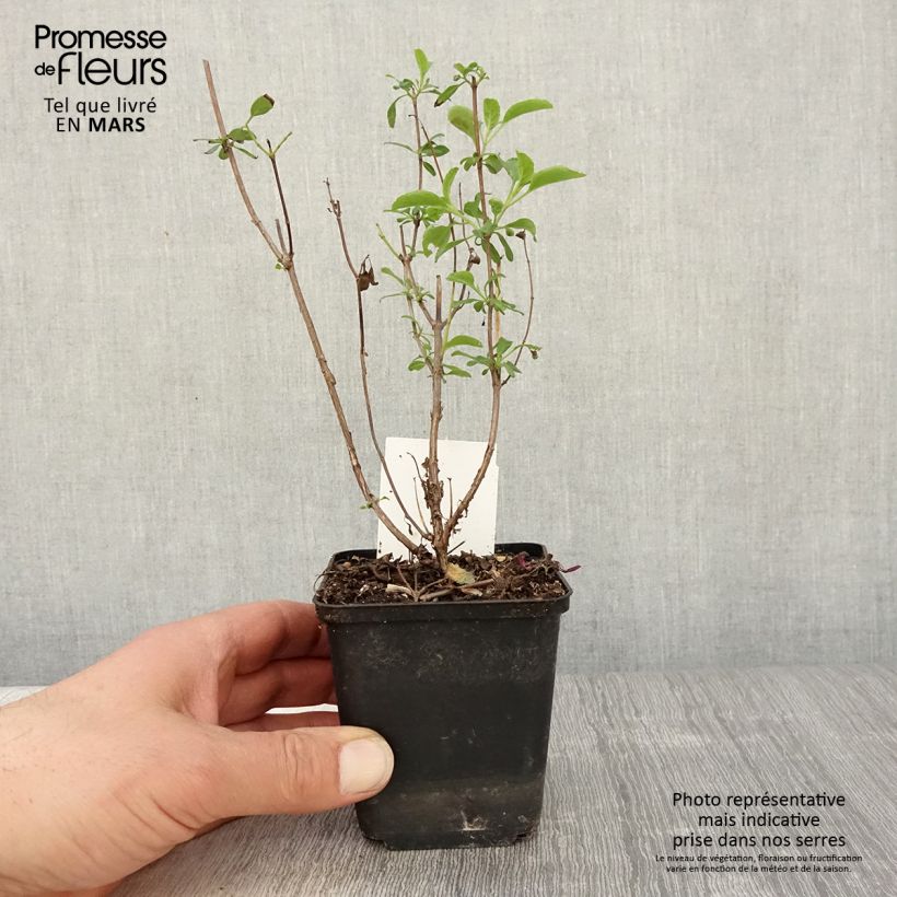 Example of Sauge arbustive Gletsjer - Salvia microphylla Godet de 8/9 cm as you get in printemps