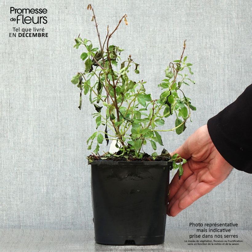 Example of Sauge arbustive Gletsjer - Salvia microphylla Pot de 2L/3L as you get in hiver