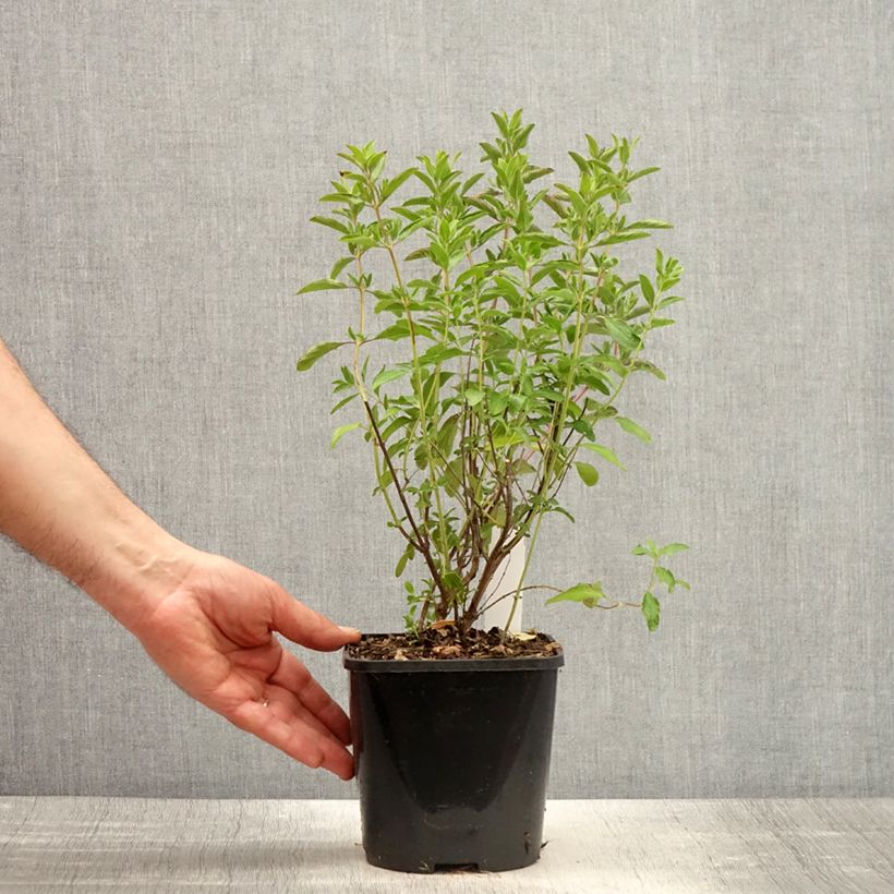 Example of Sauge arbustive Nachtvlinder - Salvia microphylla Pot de 2L/3L as you get in printemps