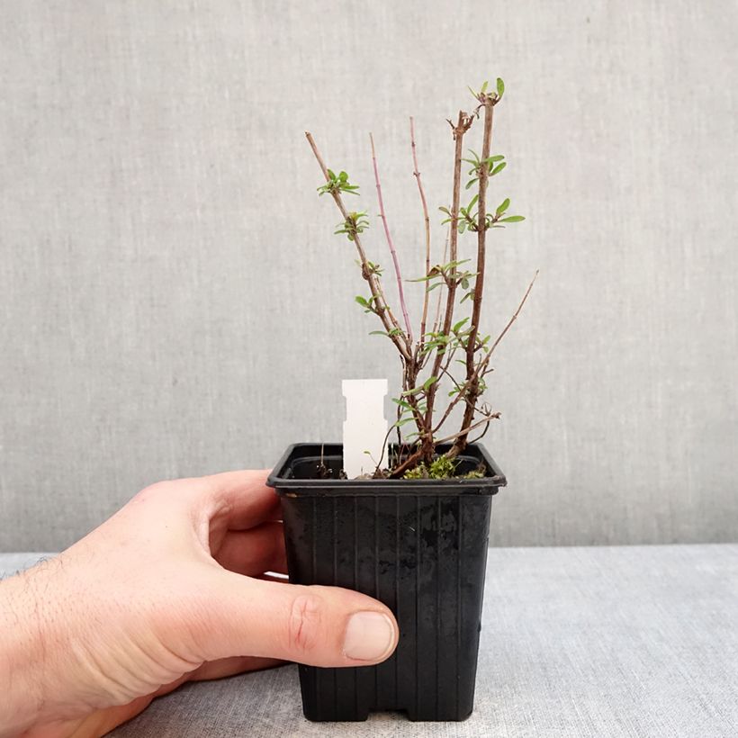 Example of Sauge arbustive Oriental Dove - Salvia microphylla Godet de 8/9 cm as you get in hiver