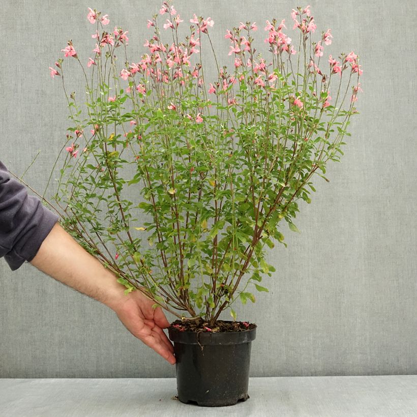 Spécimen de Sauge arbustive Pluenn - Salvia jamensis Pot de 2L/3L tel que livré en été