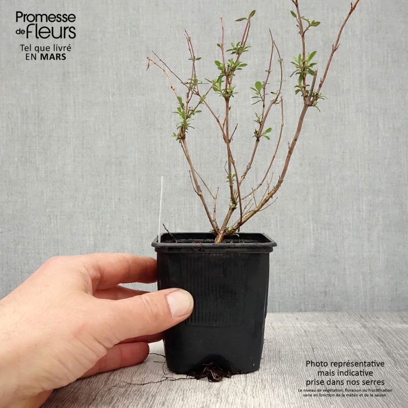 Example of Sauge arbustive Reve Rouge - Salvia jamensis Godet de 8/9 cm as you get in printemps