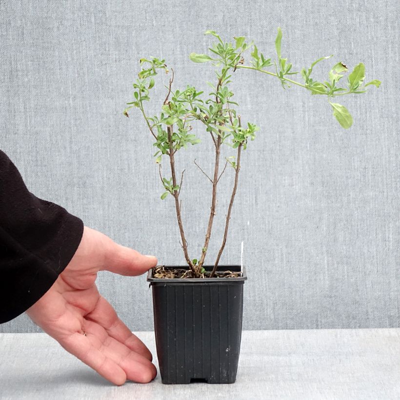 Example of Sauge arbustive - Salvia greggii Sungold (Devon Cream) Godet de 8/9 cm as you get in printemps