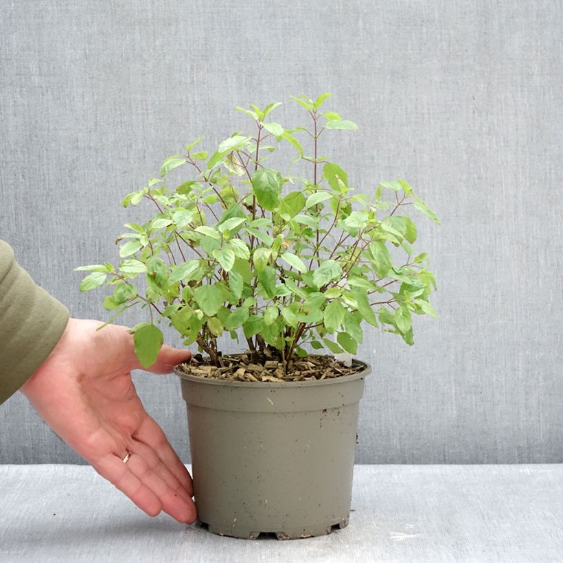 Example of Sauge arbustive - Salvia microphylla Hot Lips Pot de 2L/3L as you get in hiver