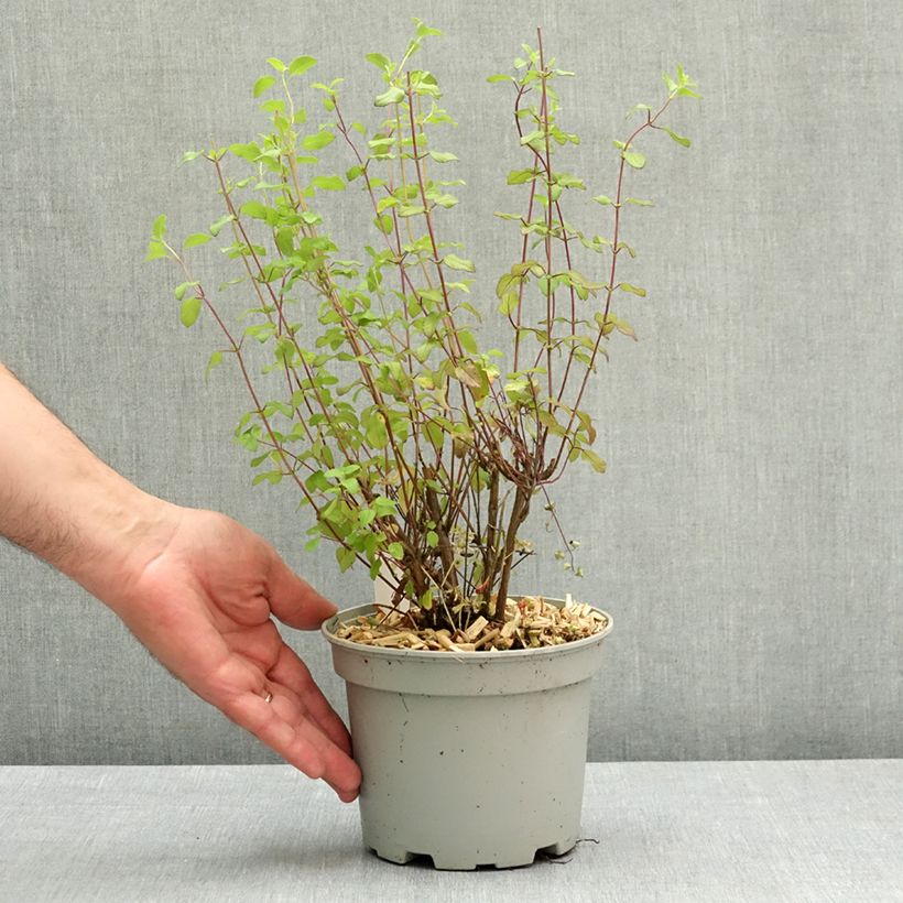 Spécimen de Sauge arbustive - Salvia microphylla Hot Lips Pot de 2L/3L tel que livré au printemps