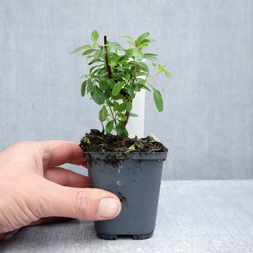 Spécimen de Sauge arbustive So Cool Pale Blue - Salvia microphylla Godet de 8/9 cm tel que livré en automne