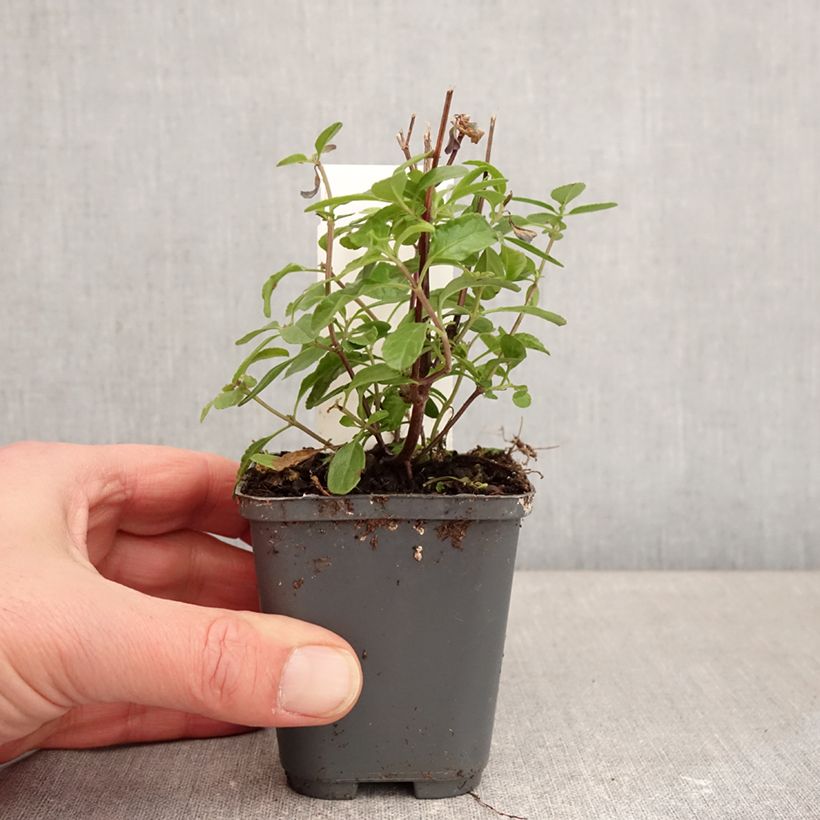 Example of Sauge arbustive So Cool Pale Blue - Salvia microphylla Godet de 8/9 cm as you get in hiver