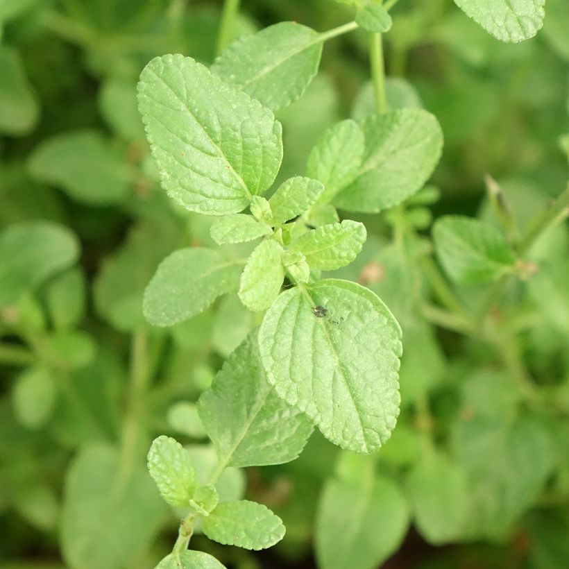 Sauge arbustive So Cool Pale Blue - Salvia microphylla (Foliage)