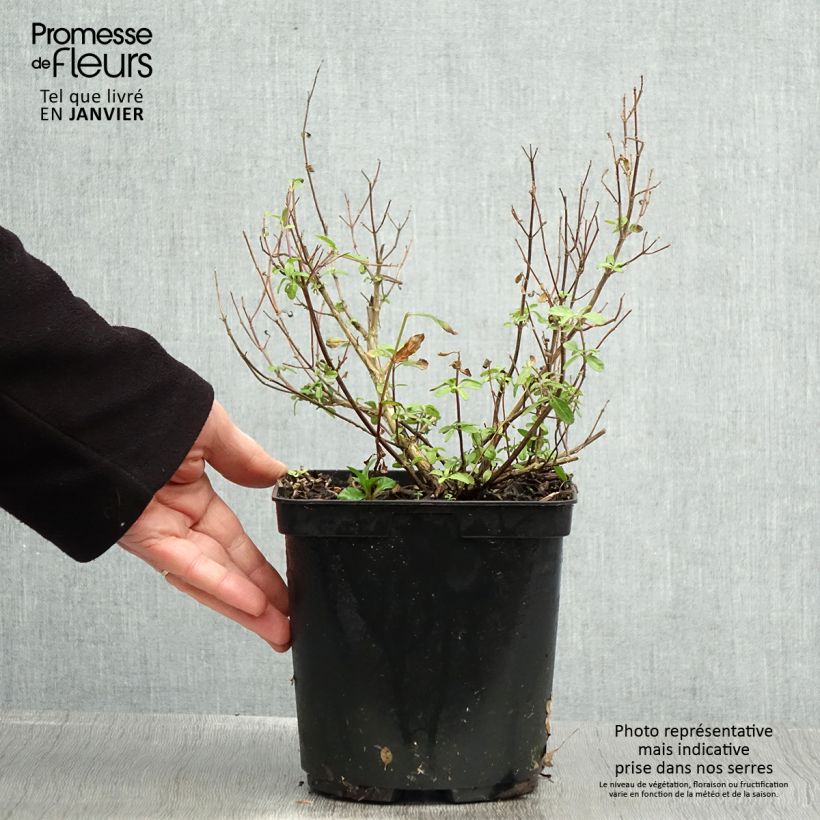 Example of Sauge arbustive So Cool Pale Blue - Salvia microphylla Pot de 3L/4L as you get in hiver