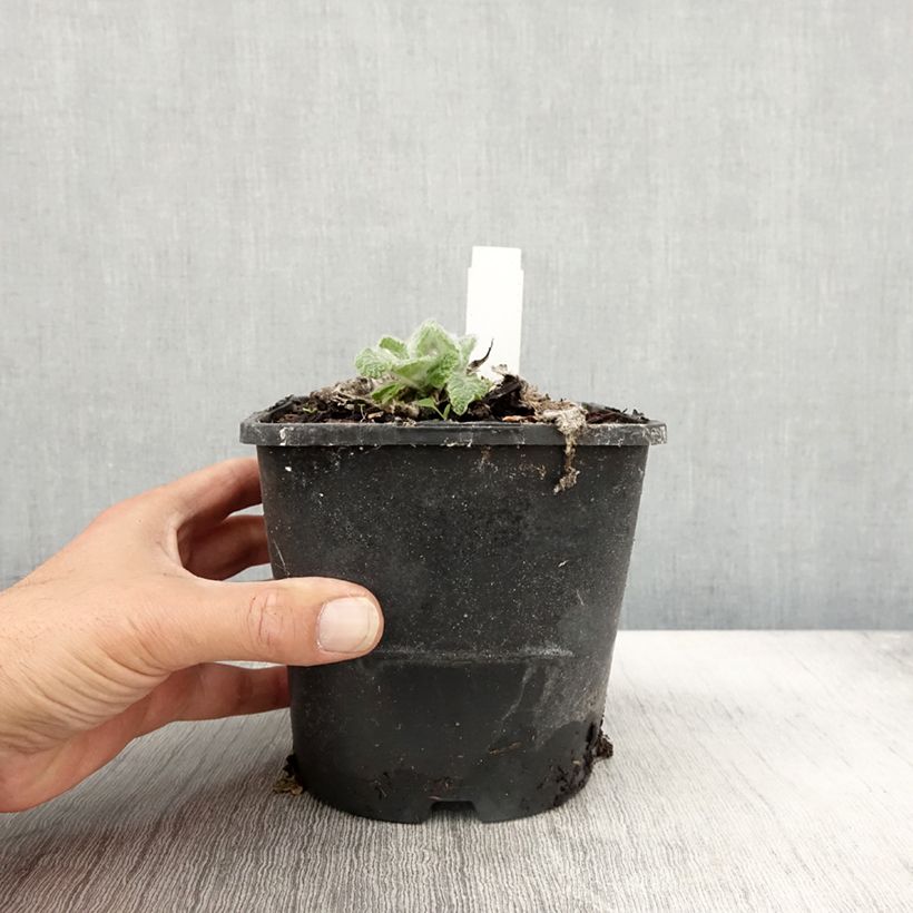 Spécimen de Sauge argentée - Salvia argentea  Pot de 1,5L/2L tel que livré en automne