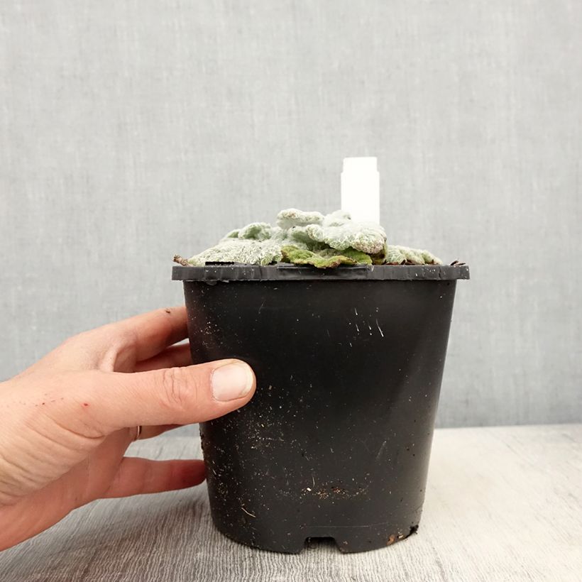 Example of Sauge argentée - Salvia argentea  Pot de 1,5L/2L as you get in printemps