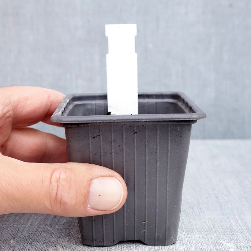 Spécimen de Sauge blanche laineuse - Salvia candidissima Godet de 8/9 cm tel que livré en automne