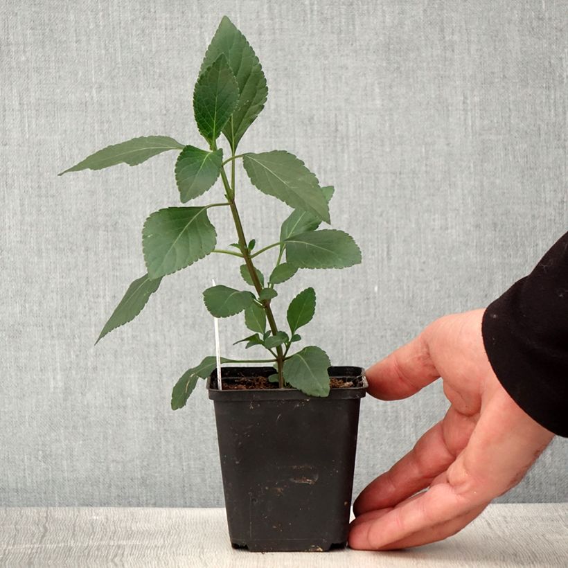 Example of Sauge hybride Kisses and Wishes Godet de 8/9 cm as you get in printemps