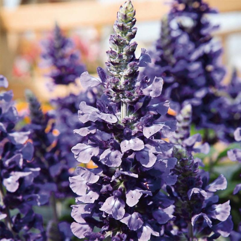 Sauge hybride Mystic Spires Blue Improved (Flowering)