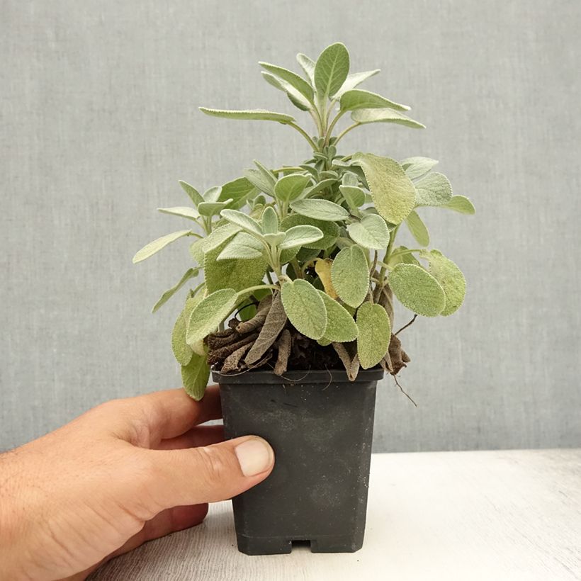 Spécimen de Sauge officinale Berggarten Godet de 8/9 cm tel que livré en été