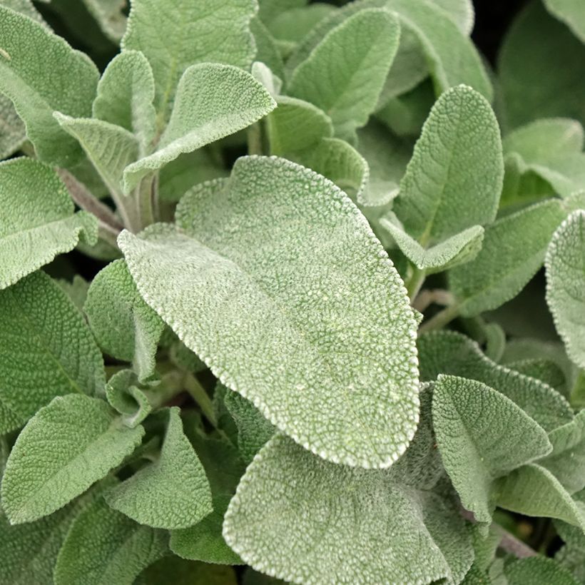 Sauge officinale Maxima - Salvia officinalis (Foliage)