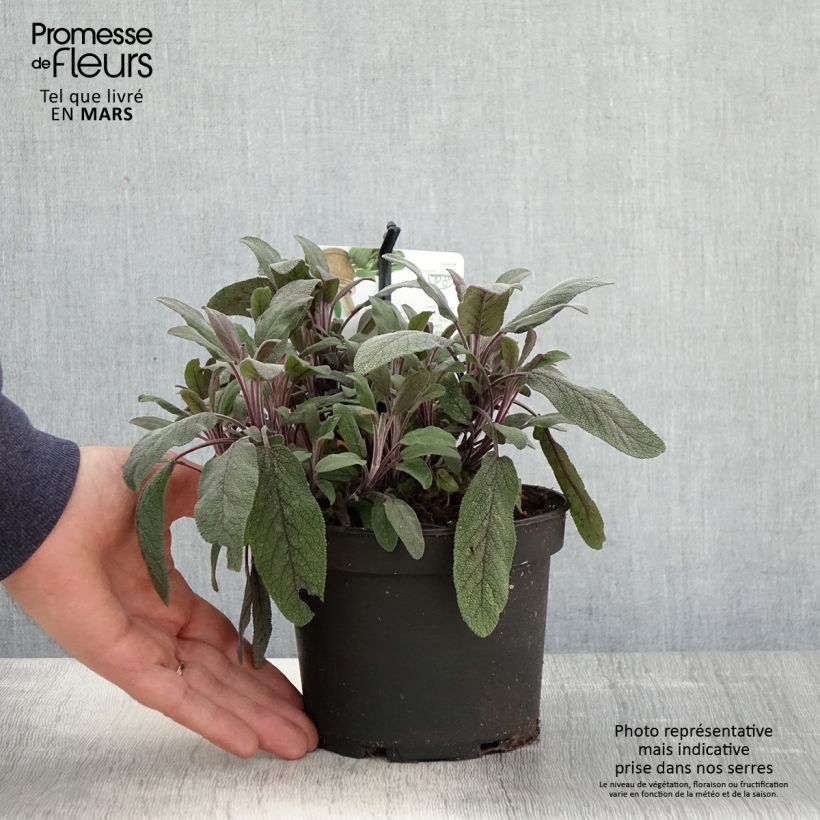 Example of Sauge officinale Purpurascens - Sauge pourpre Pot de 1,5L/2L as you get in printemps
