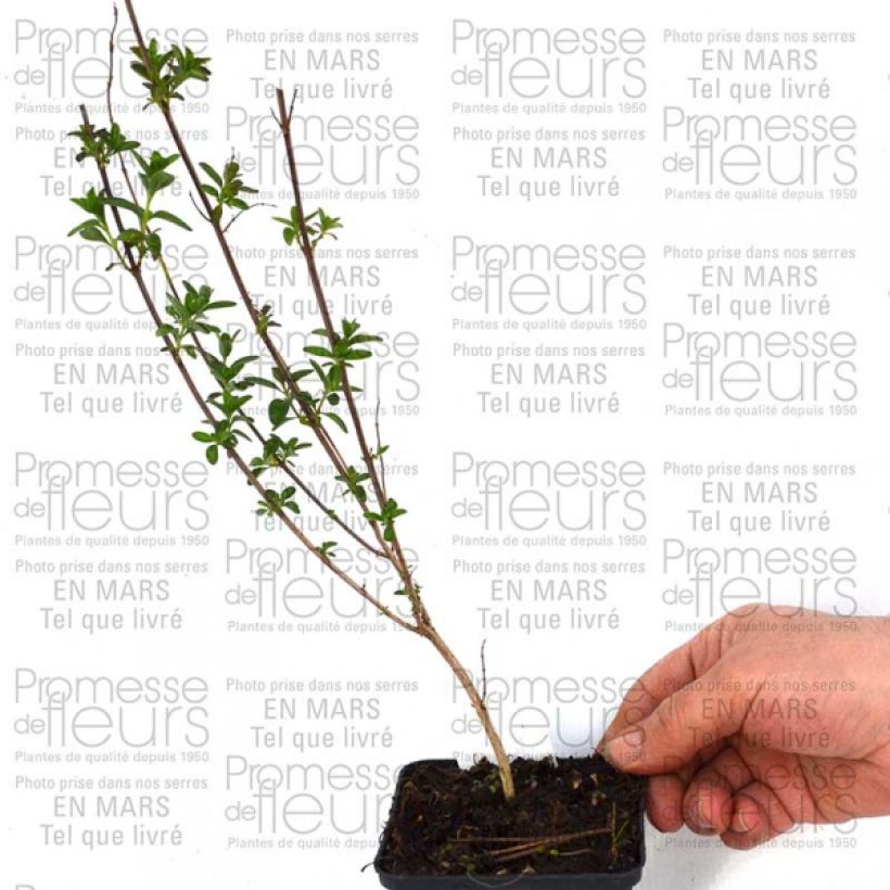 Exemple de spécimen de Sauge - Salvia jamensis Sierra San Antonio Godet de 8/9 cm tel que livré