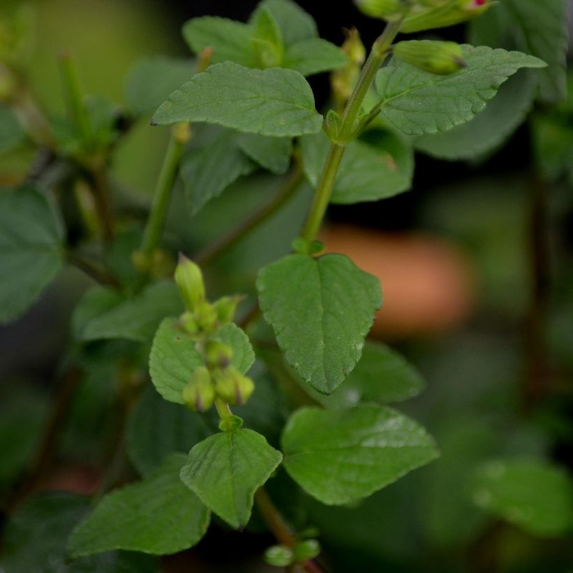 Sauge arbustive - Salvia microphylla Hot Lips (Foliage)