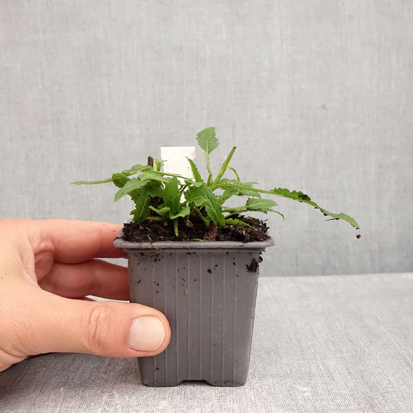 Spécimen de Sauge - Salvia nemorosa Caradonna Pink Godet de 8/9 cm tel que livré en automne
