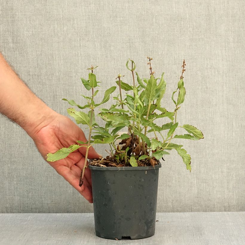 Spécimen de Sauge - Salvia nemorosa Caradonna Pink Pot de 2L/3L tel que livré en été