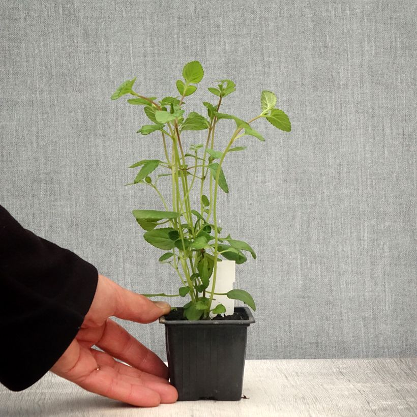 Spécimen de Salvia setulosa - Sauge hérissée Godet de 8/9 cm tel que livré au printemps