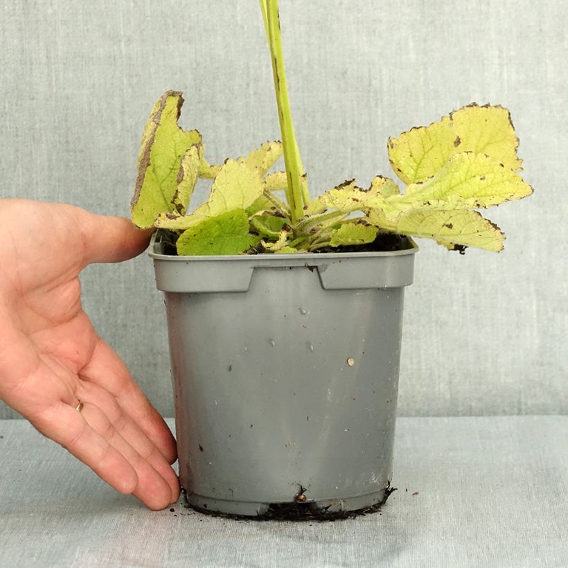 Spécimen de Sauge sclarée - Salvia sclarea Pot de 1,5L/2L tel que livré en été