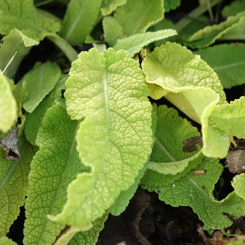 Sauge Spires Snow Kiss - Salvia hybrida (Foliage)