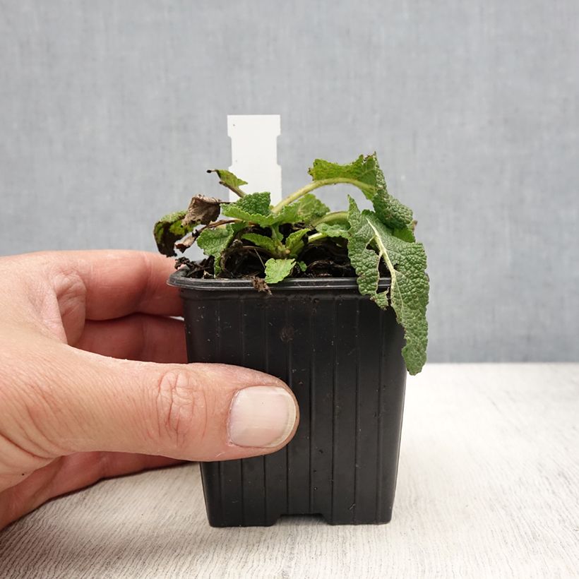 Example of Sauge Spires Snow Kiss - Salvia hybrida Godet de 8/9 cm as you get in printemps