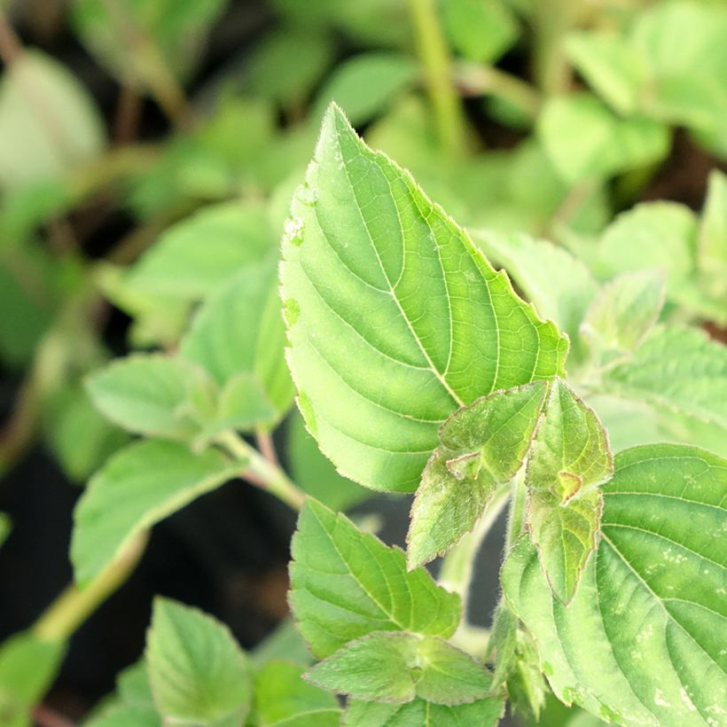 Sauge Tangerine goût d'orange - Salvia elegans (Foliage)