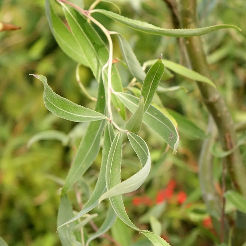 Saule blanc tortueux - Salix alba Dart's Snake (Foliage)