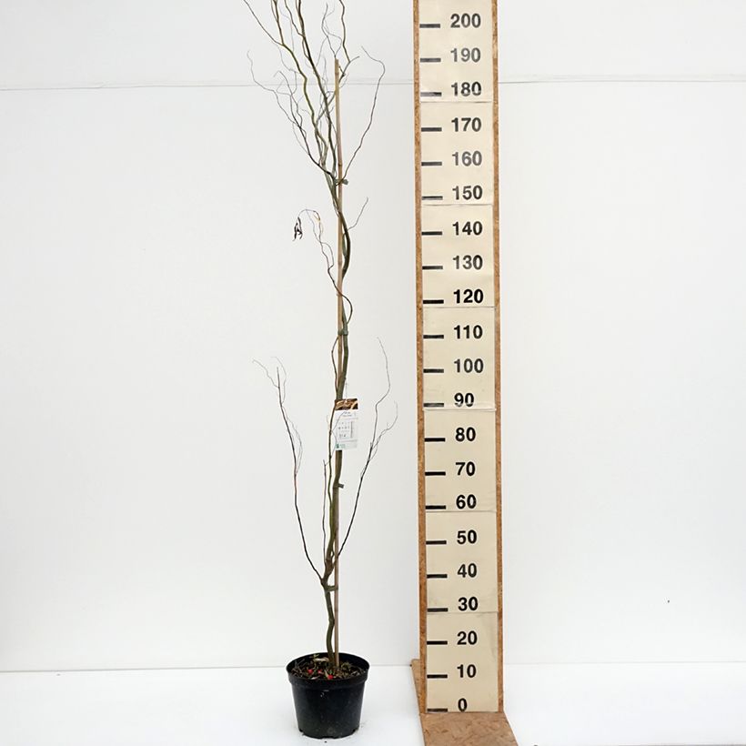 Spécimen de Saule blanc tortueux - Salix alba Dart's Snake Pot de 4L/5L tel que livré en automne