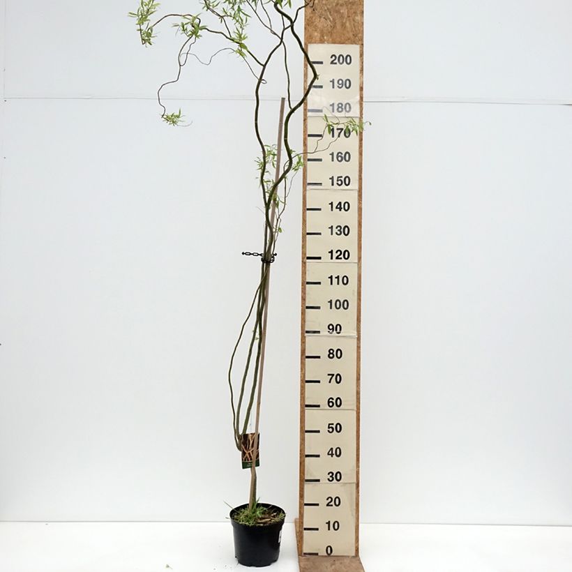 Spécimen de Saule blanc tortueux - Salix alba Dart's Snake Pot de 4L/5L tel que livré au printemps