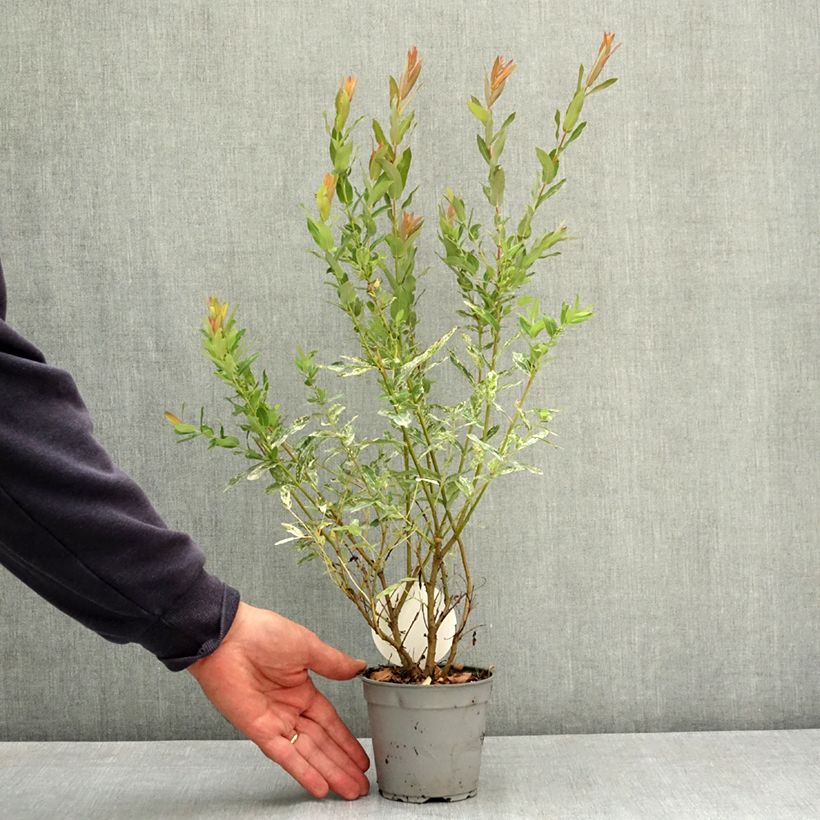 Spécimen de Saule crevette - Salix integra Flamingo Pot de 12 cm / 13 cm tel que livré en été