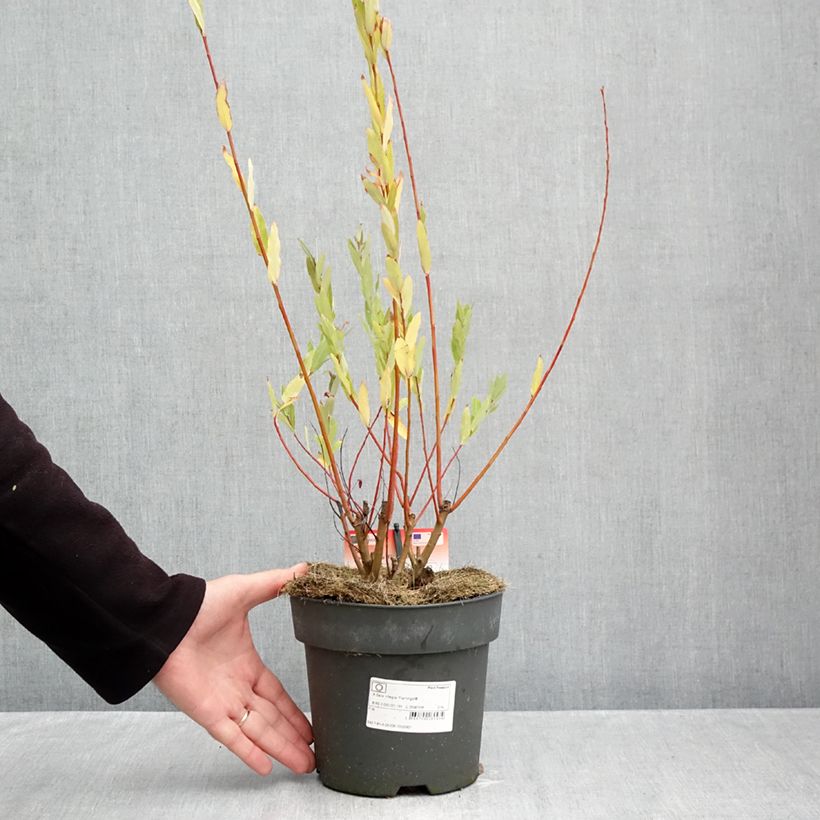 Spécimen de Saule crevette - Salix integra Flamingo Pot de 2L/3L tel que livré en automne