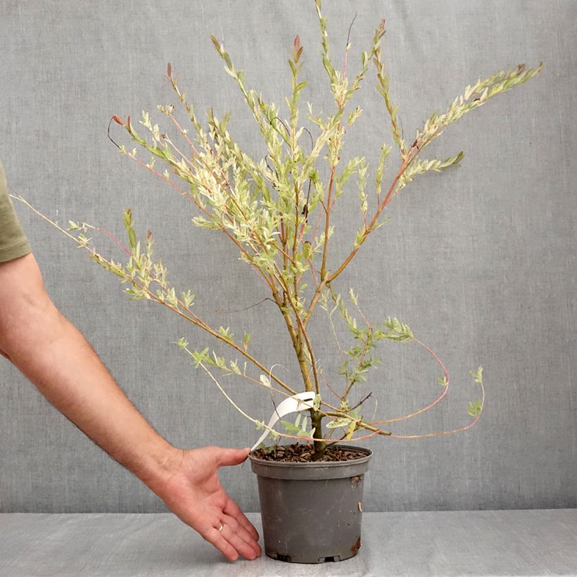 Spécimen de Saule crevette - Salix integra Flamingo Pot de 2L/3L tel que livré en été