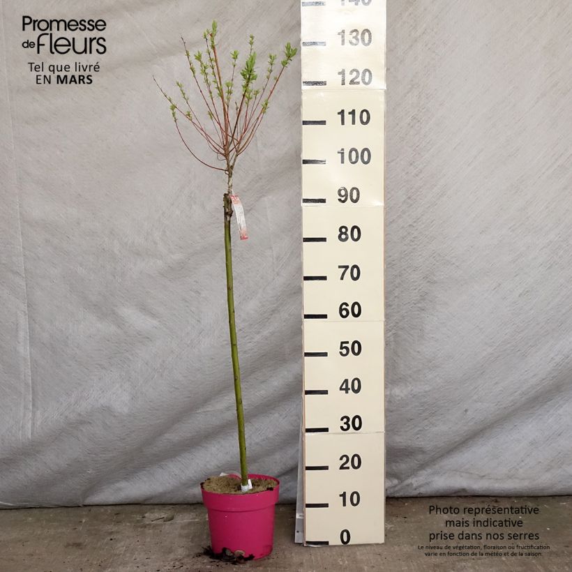Example of Saule crevette - Salix integra Flamingo Pot de 4L/5L, Greffé sur tige as you get in printemps