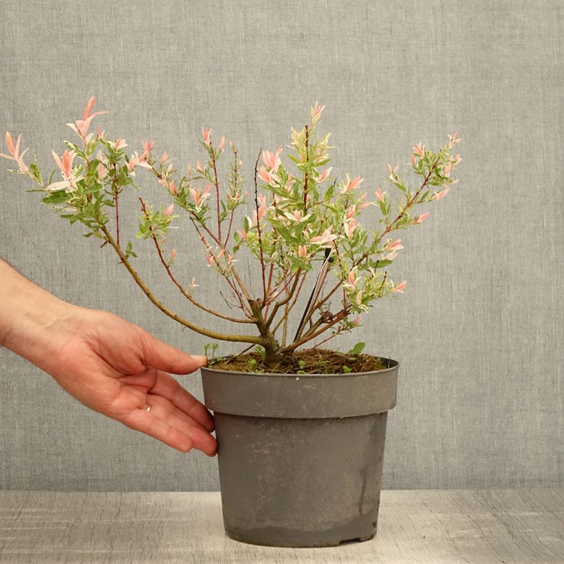 Example of Saule crevette - Salix integra Flamingo Pot de 2L/3L as you get in printemps