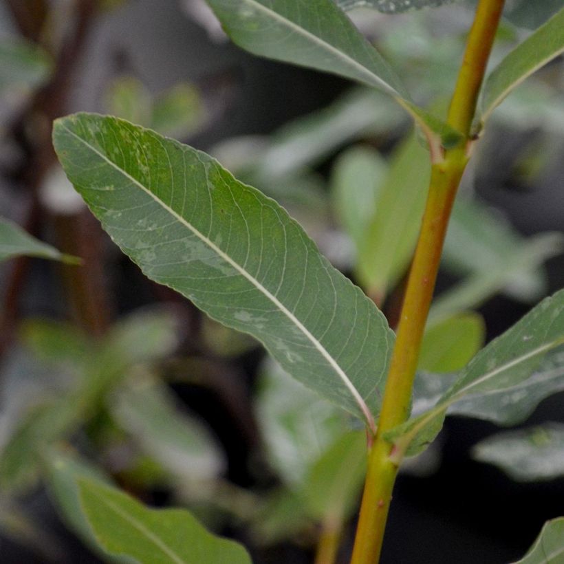 Saule crevette - Salix integra Hakuro Nishiki (Foliage)