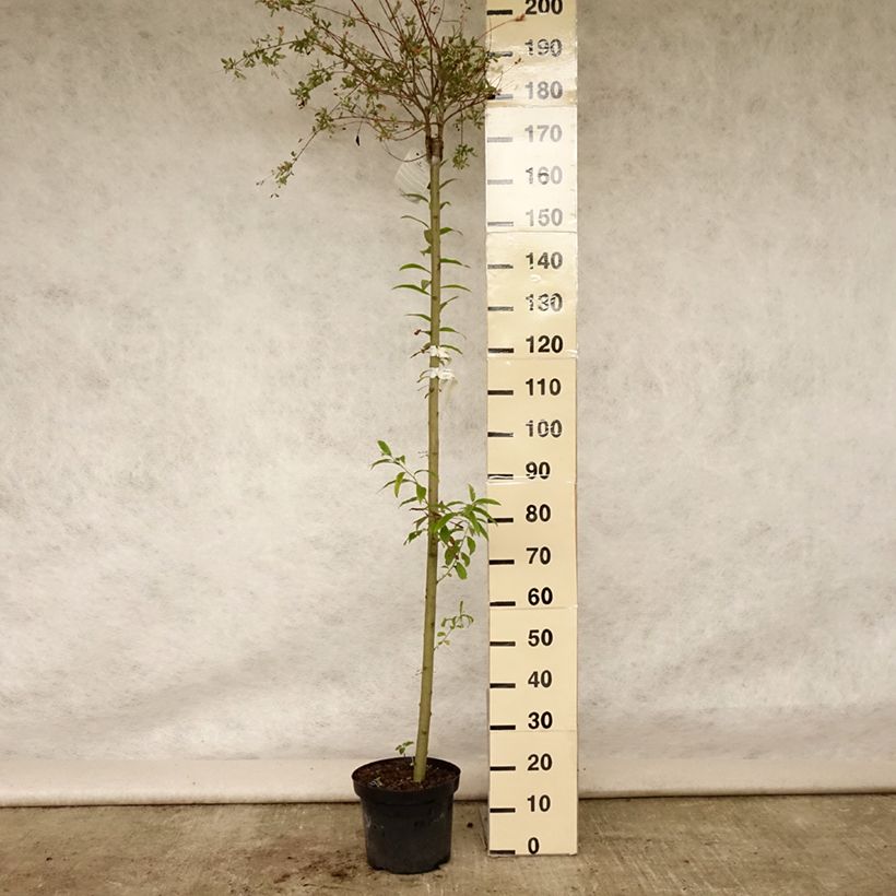 Spécimen de Saule crevette - Salix integra Hakuro Nishiki Pot de 7,5L/10L, Tige, Tige de 120 cm tel que livré en été