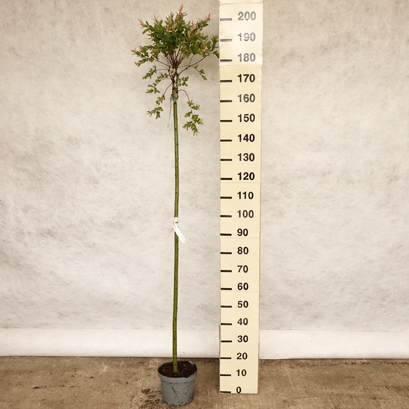 Example of Saule crevette - Salix integra Hakuro Nishiki Pot de 7,5L/10L, Tige, Tige de 120 cm as you get in printemps