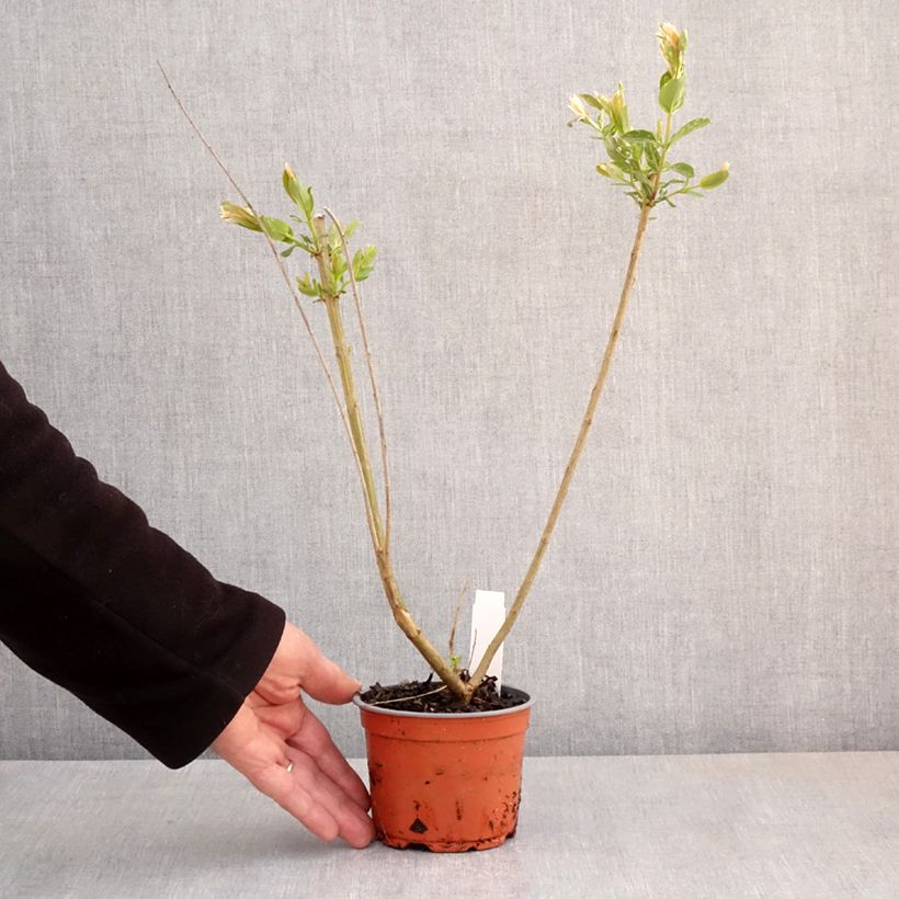 Example of Saule crevette - Salix integra Hakuro Nishiki Pot de 10 cm/11cm as you get in printemps
