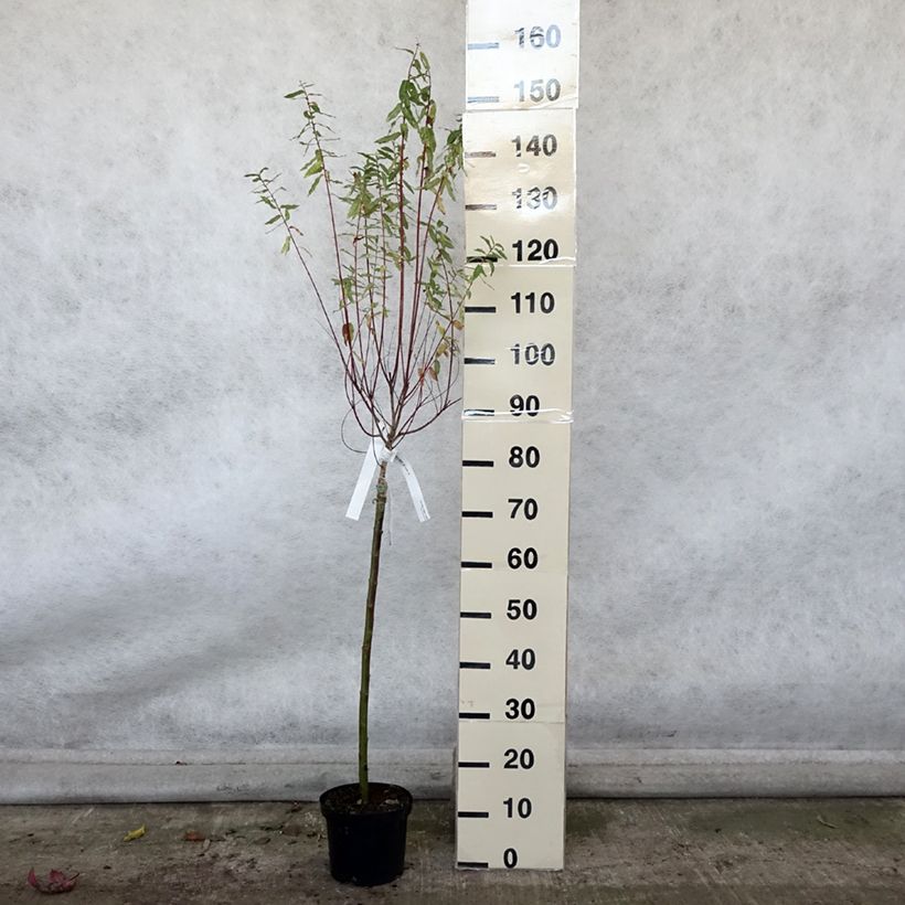 Spécimen de Saule crevette - Salix integra Hakuro Nishiki Pot de 2L/3L, Tige, Tige de 60 cm tel que livré en automne