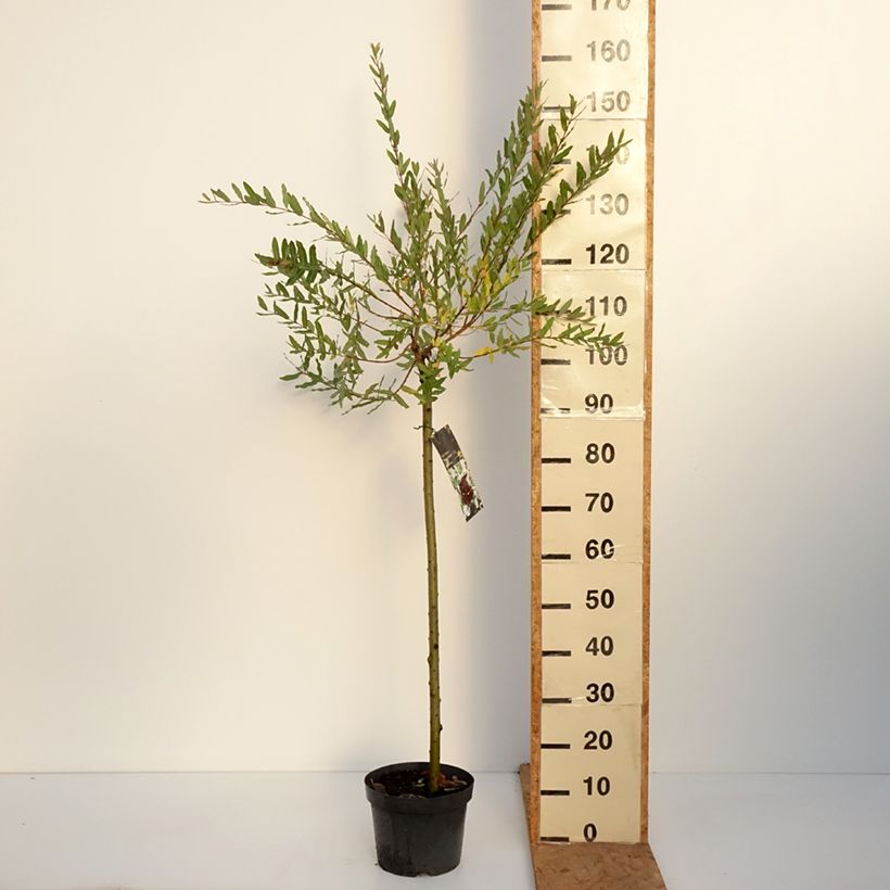 Spécimen de Saule crevette - Salix integra Hakuro Nishiki Pot de 4L/5L, Tige, Tige de 80 cm tel que livré en automne