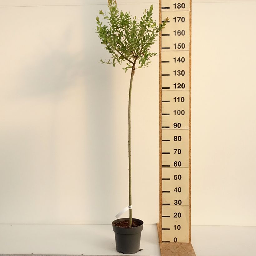 Spécimen de Saule crevette - Salix integra Hakuro Nishiki Pot de 4L/5L, Tige, Tige de 80 cm tel que livré en été